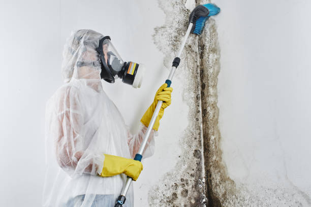 Best Mold Odor Removal Services  in Donna, TX